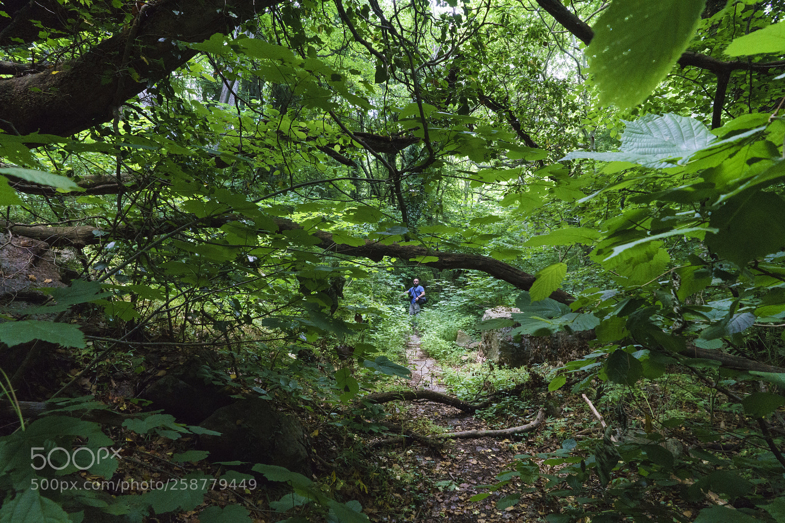 Sony a7R II sample photo. Forest path photography