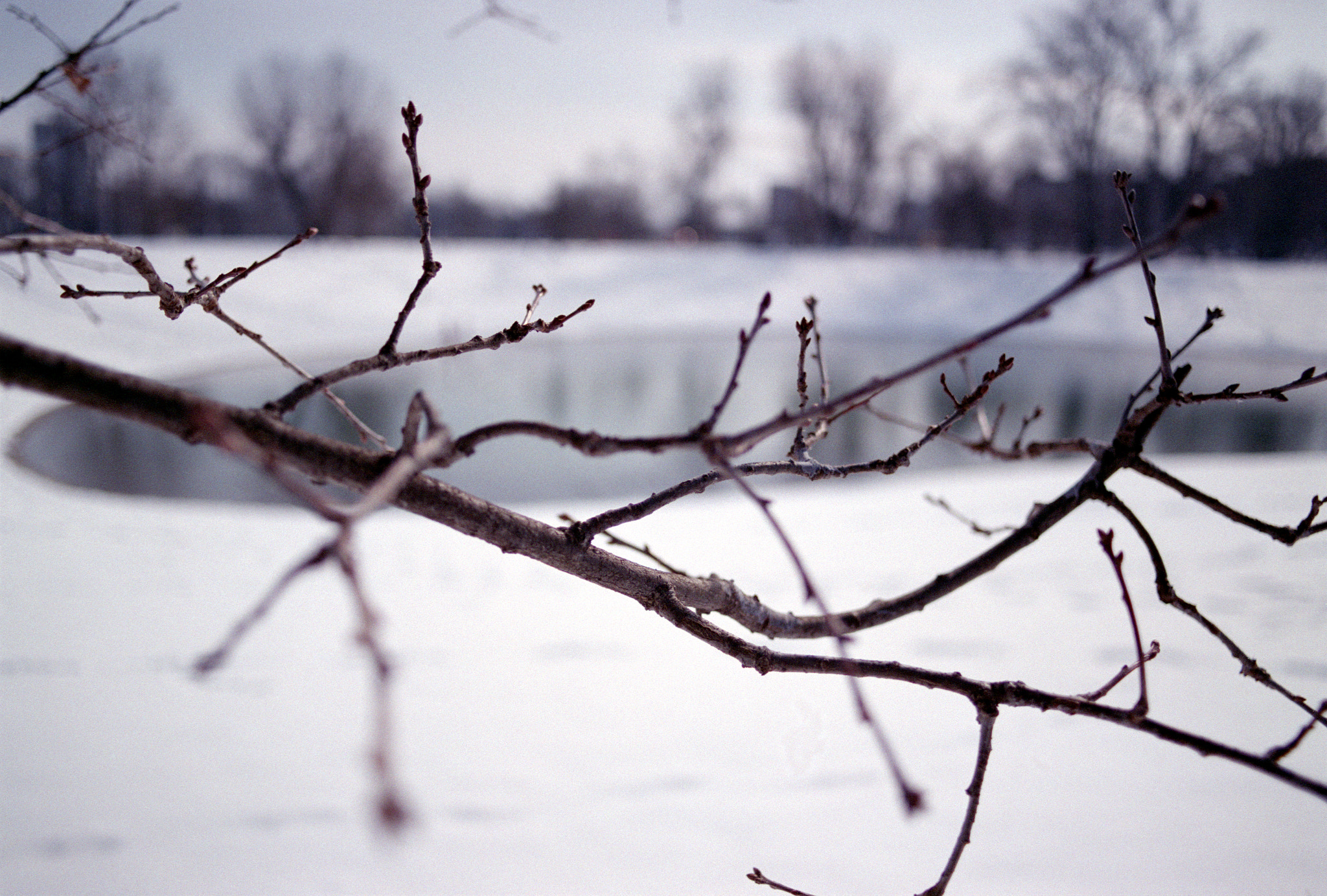 Pentax MZ-S sample photo. Snowy winter bokeh! photography