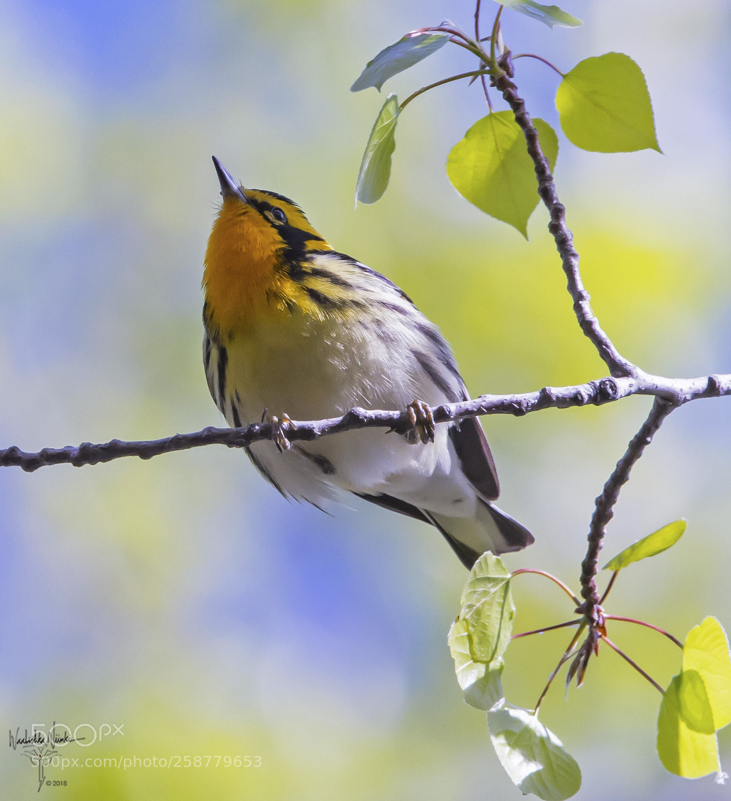 Nikon D7200 sample photo. Blackburnian warbler photography