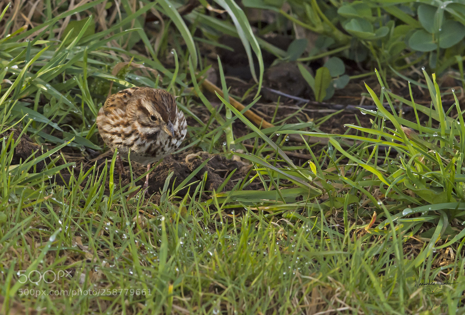 Nikon D7200 sample photo. Looking for breakfast photography
