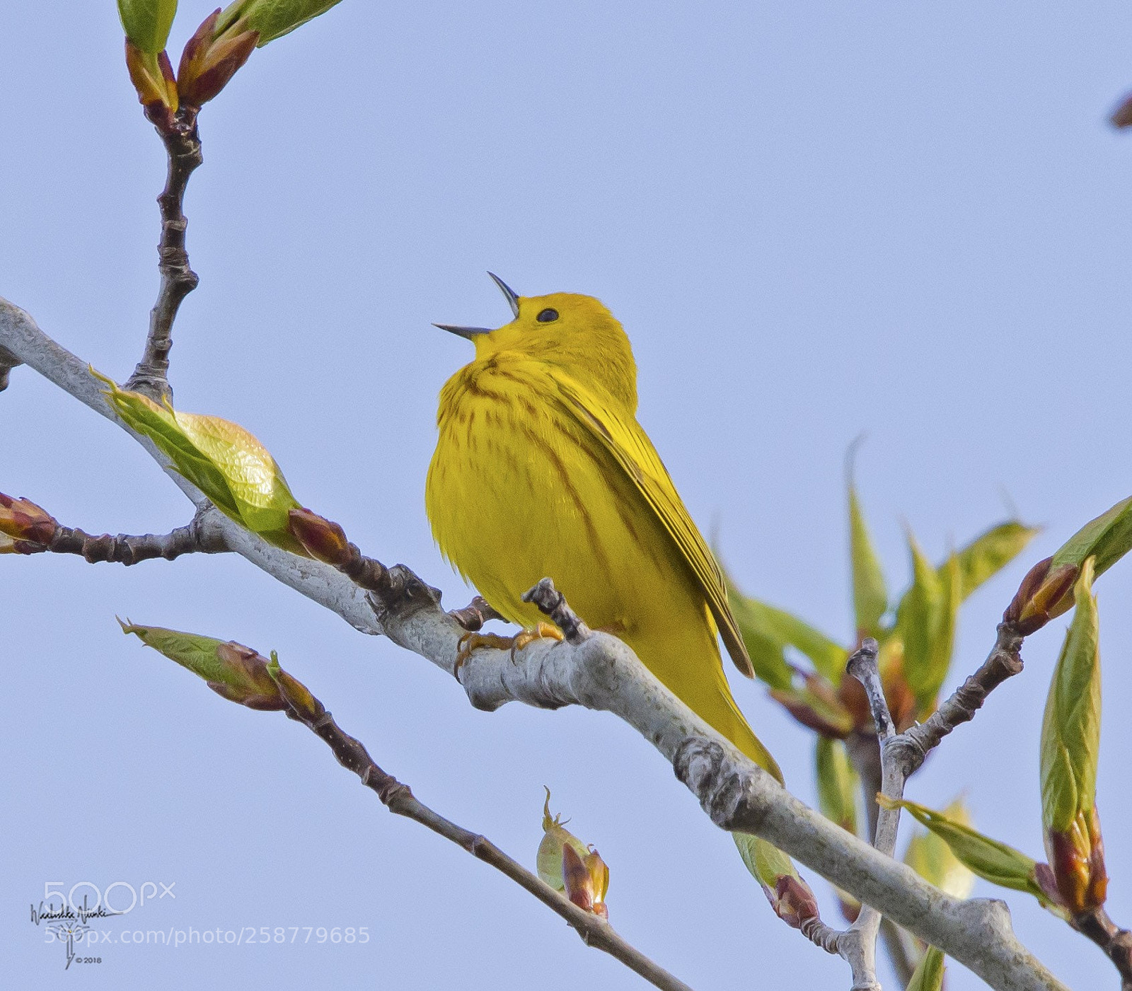 Nikon D7200 sample photo. Yellow warbler photography