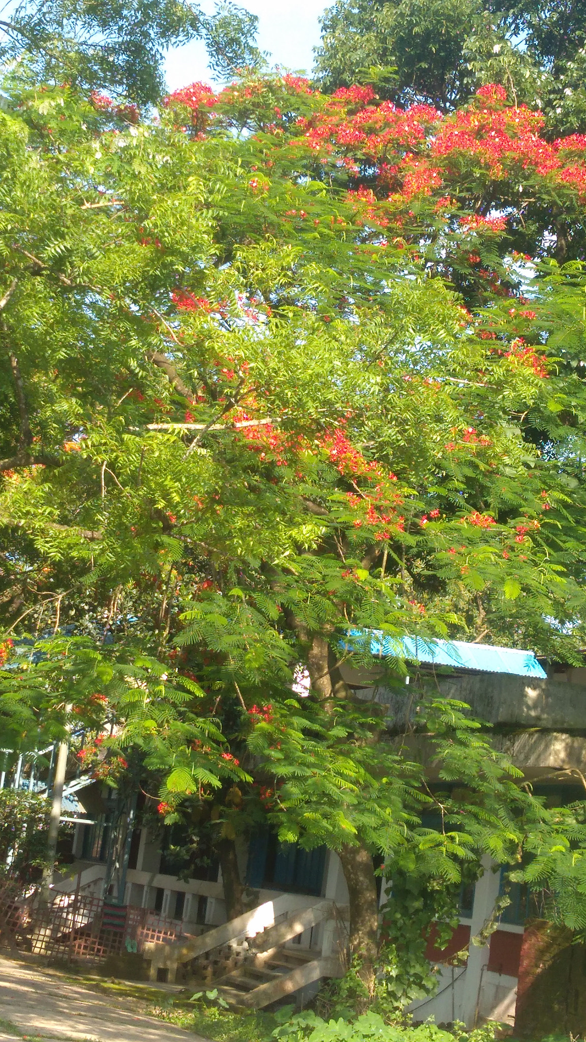 Lenovo K6 NOTE sample photo. Nature photography