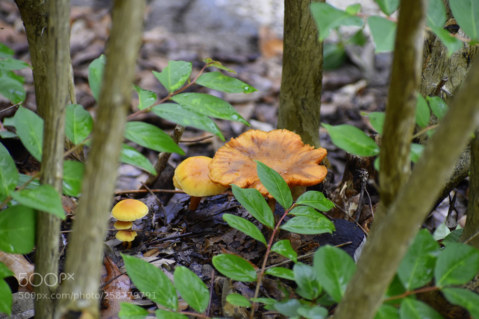 Nikon D5500 sample photo. Mushroom forest photography
