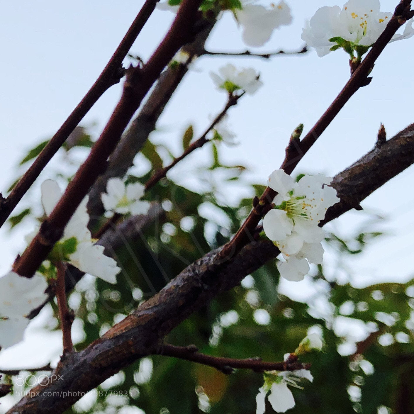 Apple iPhone 8 Plus sample photo. Untitled photography
