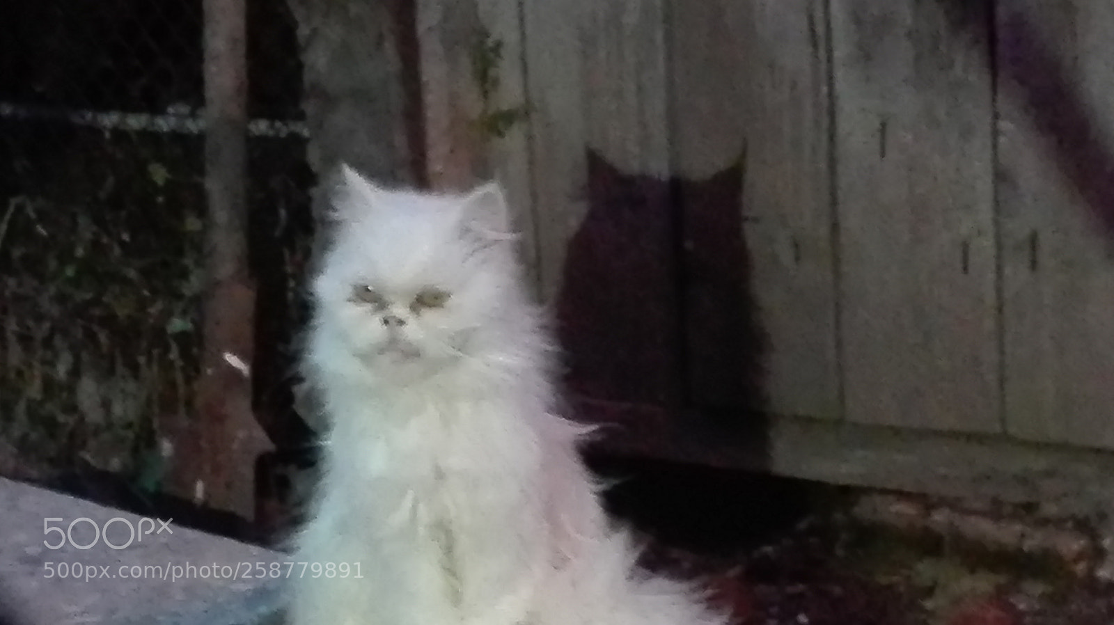 HUAWEI P8 Lite sample photo. Boss cat photography