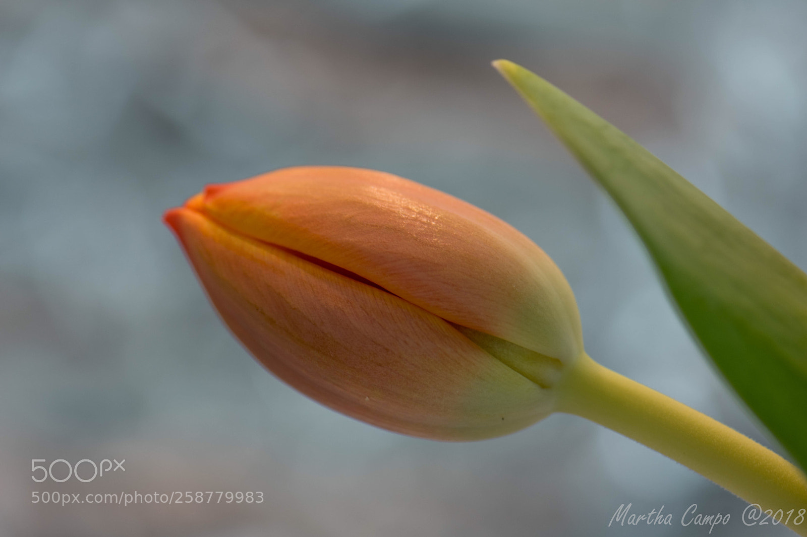 Nikon D5500 sample photo. Just tulip day! photography