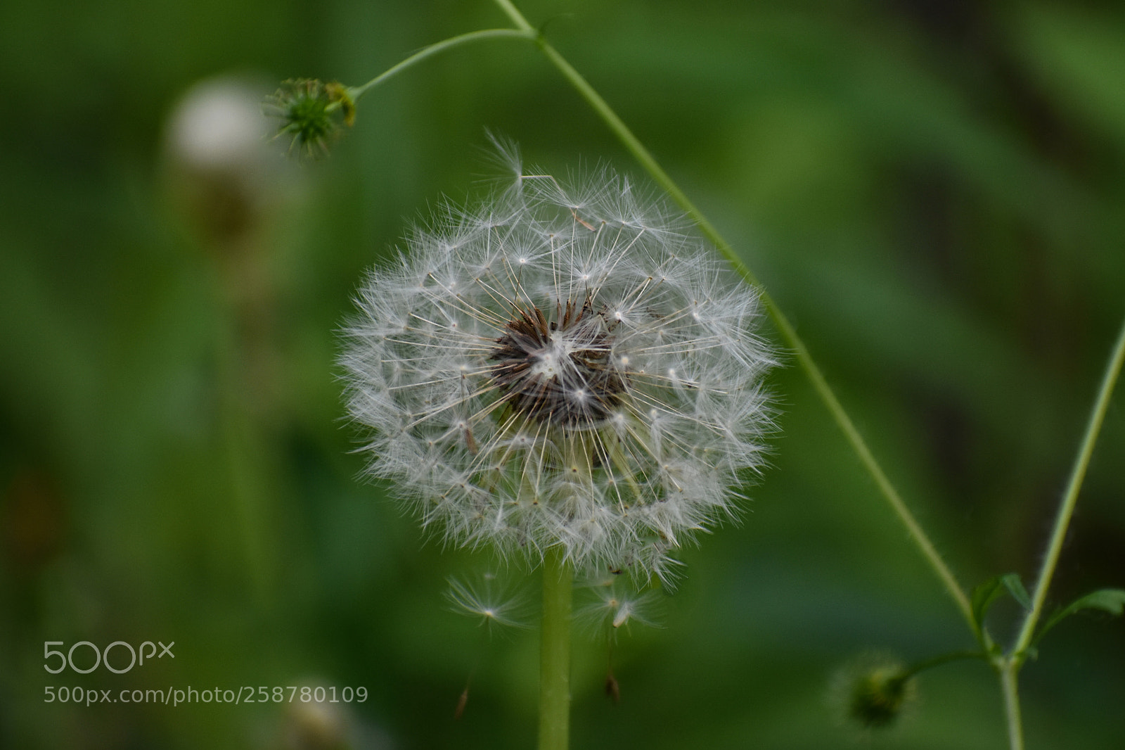 Nikon D3400 sample photo. Make a wish photography