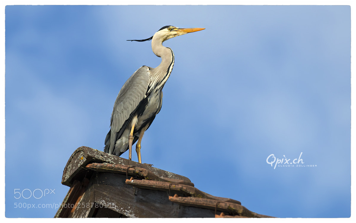 Canon EOS 80D sample photo. Dachreiher photography