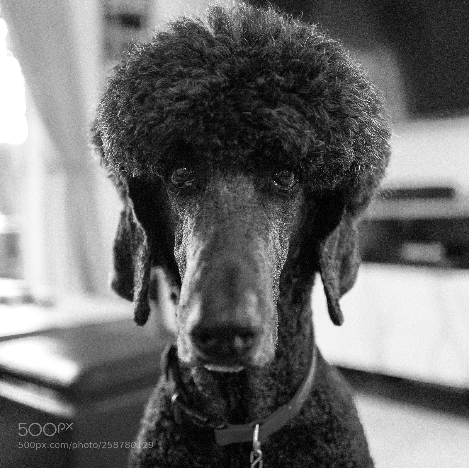 Leica Q (Typ 116) sample photo. Woof photography
