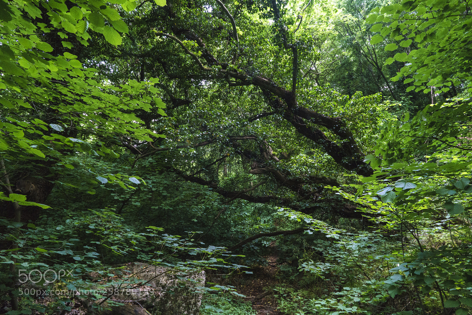Sony a7R II sample photo. Dense forest photography