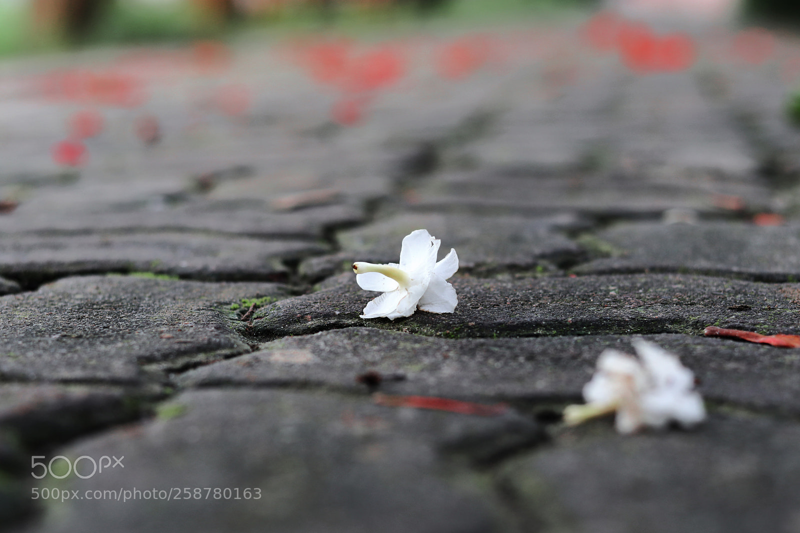Canon EOS 200D (EOS Rebel SL2 / EOS Kiss X9) sample photo. Flower the most whitefull. photography