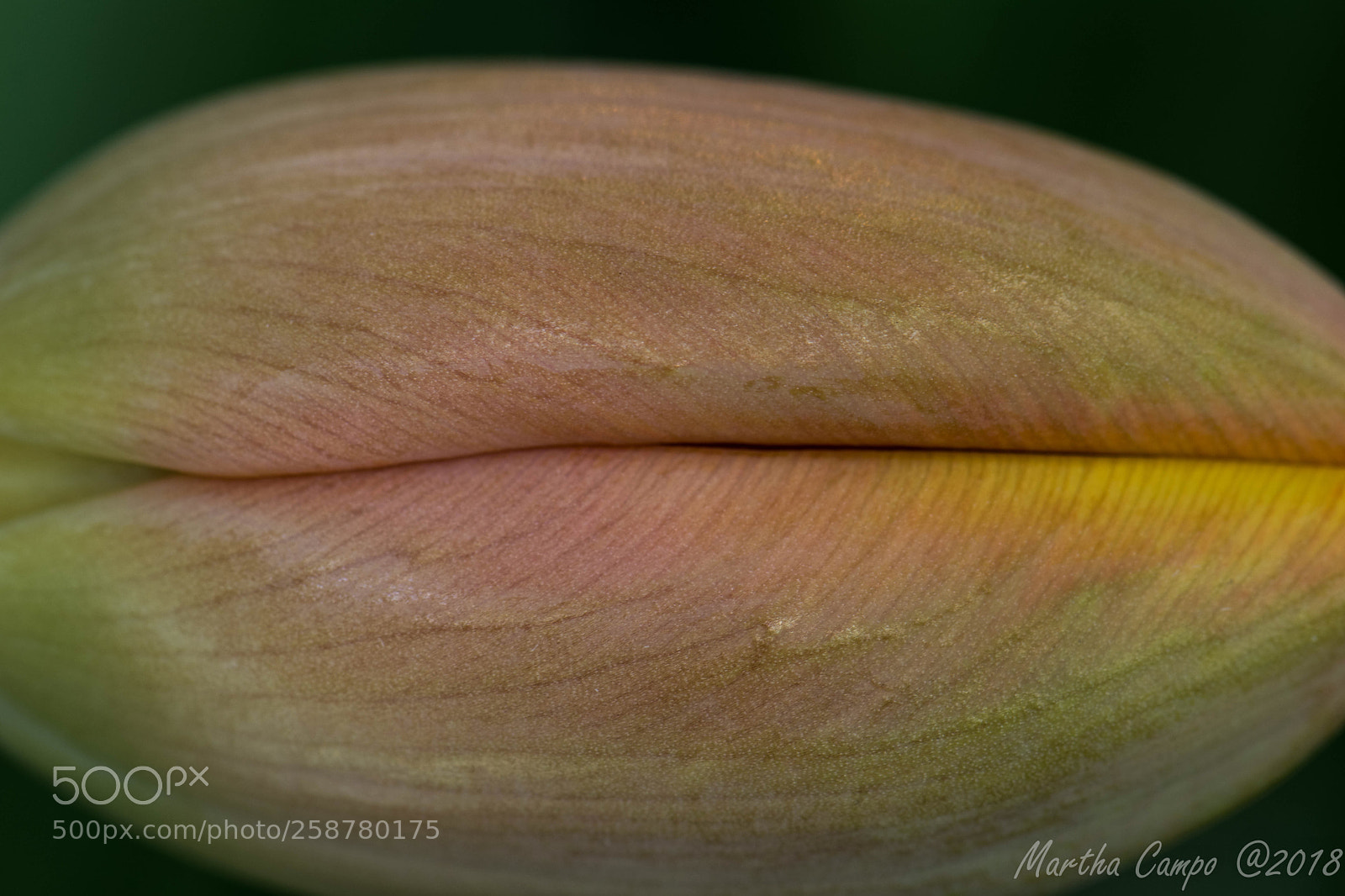 Nikon D5500 sample photo. Tulip closeup... lips photography