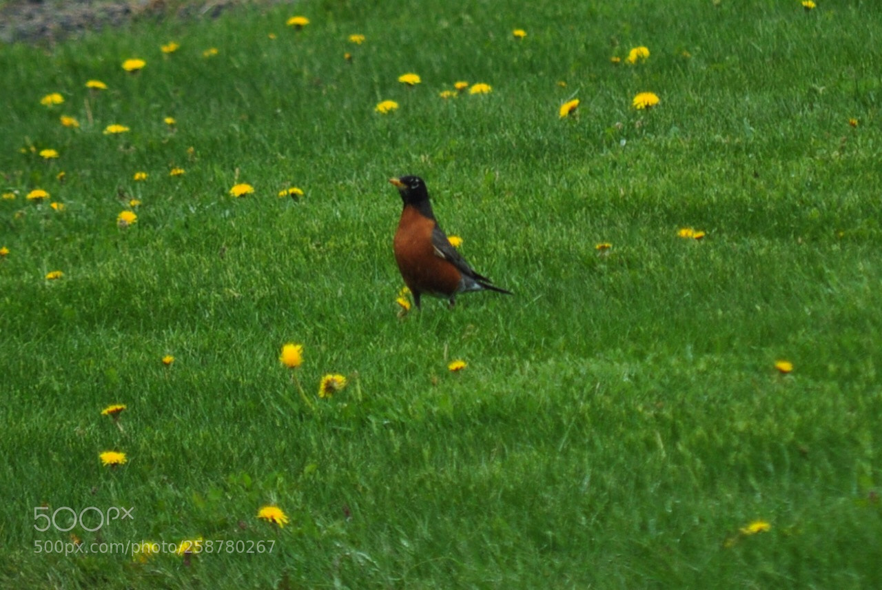 Nikon D5000 sample photo. Mr robin photography