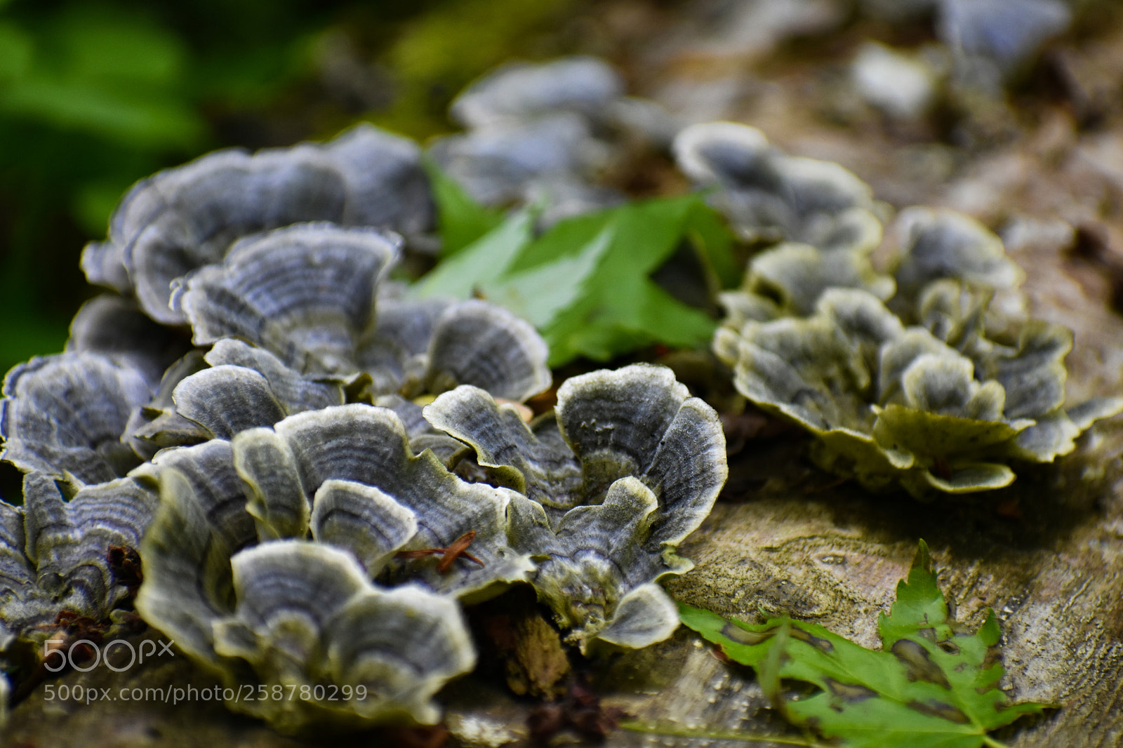 Nikon D3400 sample photo. Fungi photography