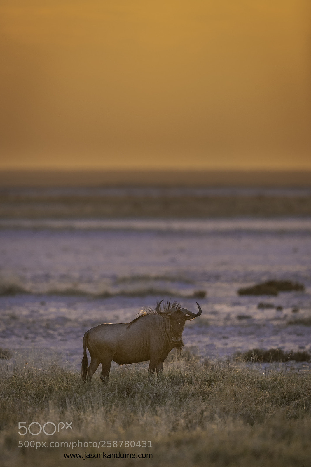 Canon EOS-1D X Mark II sample photo. Blue wildebeest photography