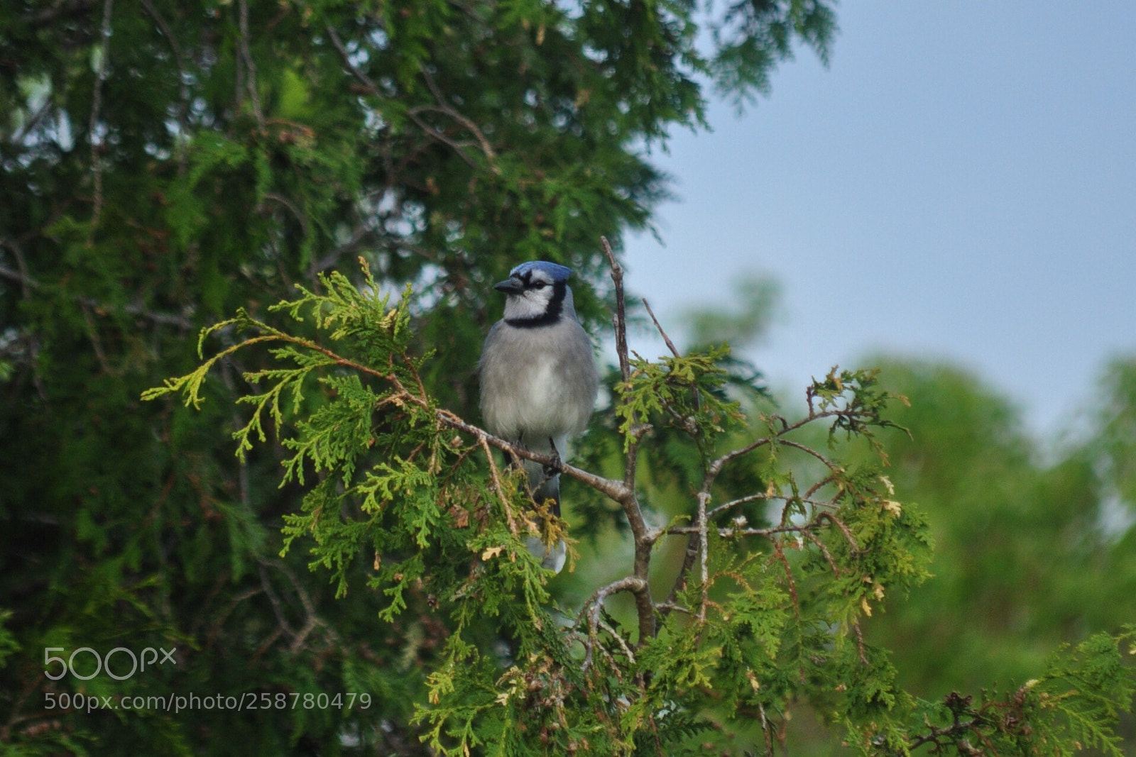 Nikon D5000 sample photo. Mr bluejay photography