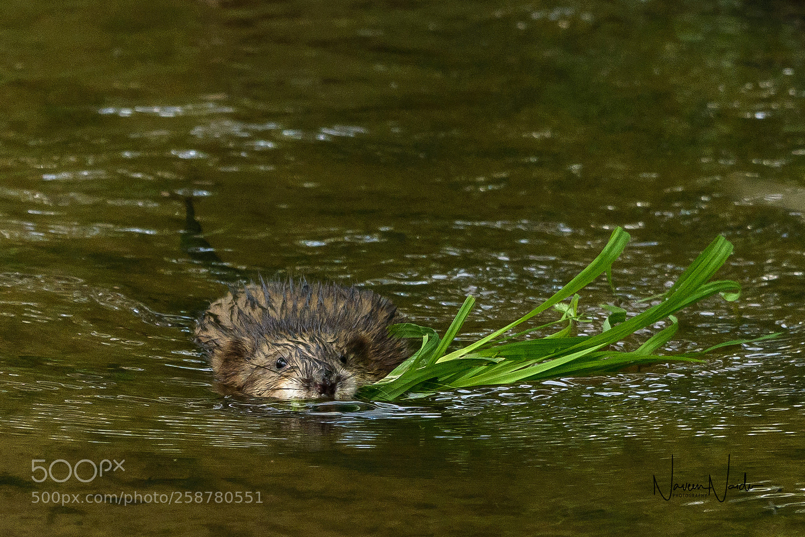 Nikon D800 sample photo. Musk rat photography