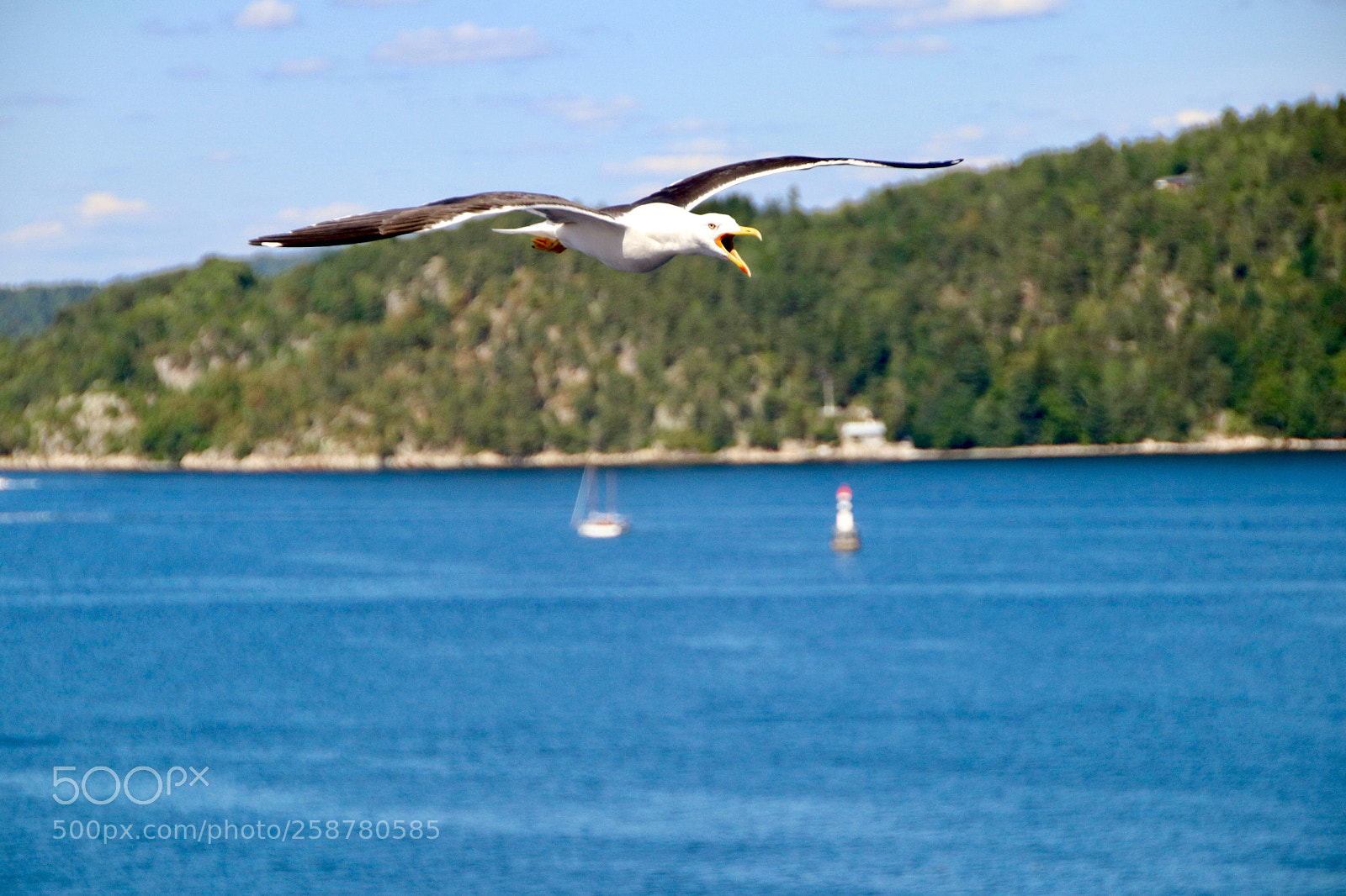 Canon EOS 80D sample photo. The screaming seagull ... photography
