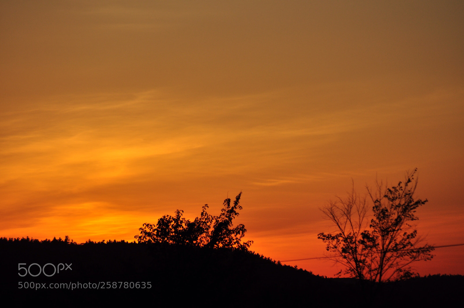 Nikon D5000 sample photo. Sunset blowing trees photography
