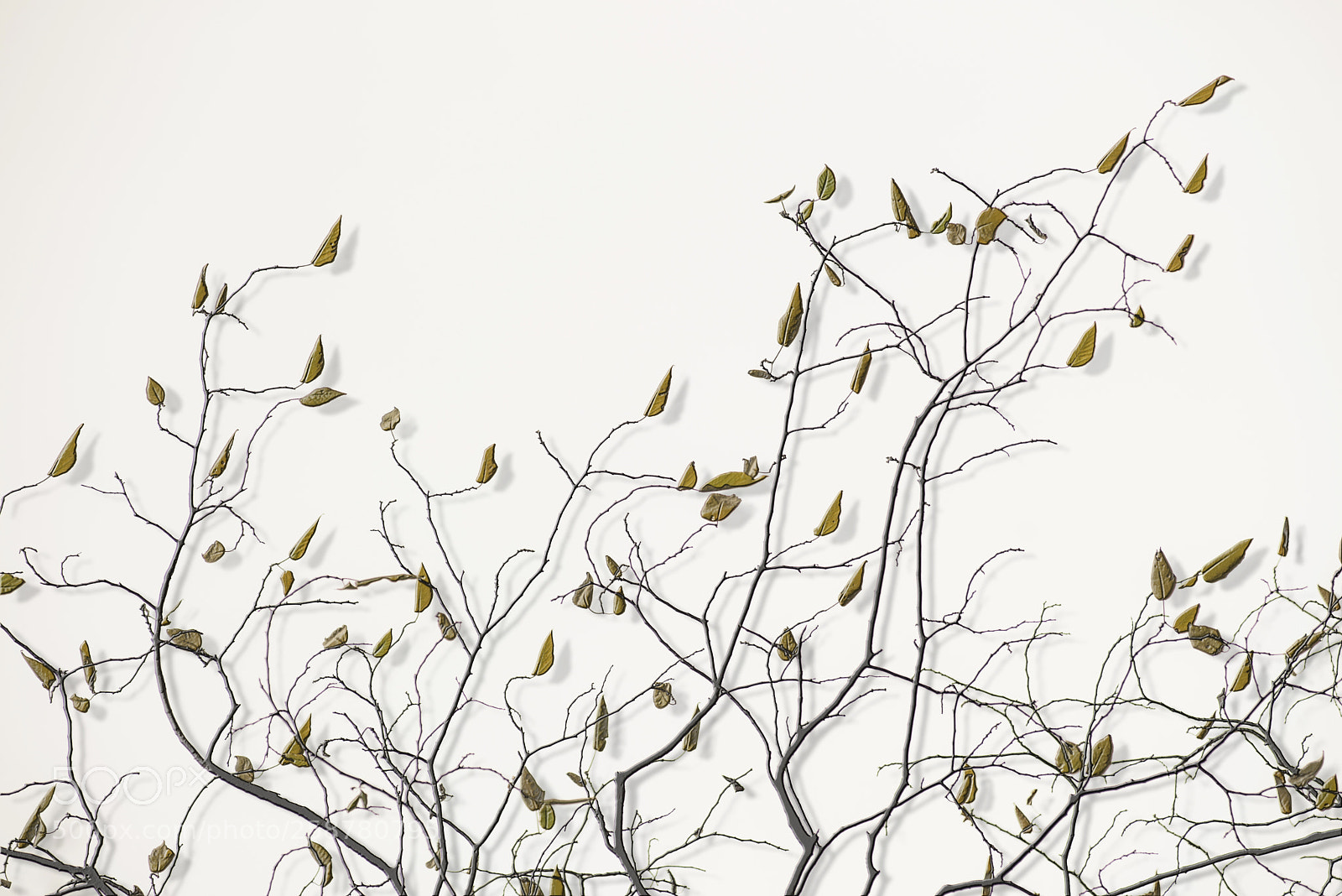 Nikon D600 sample photo. Yellow leaves on white photography