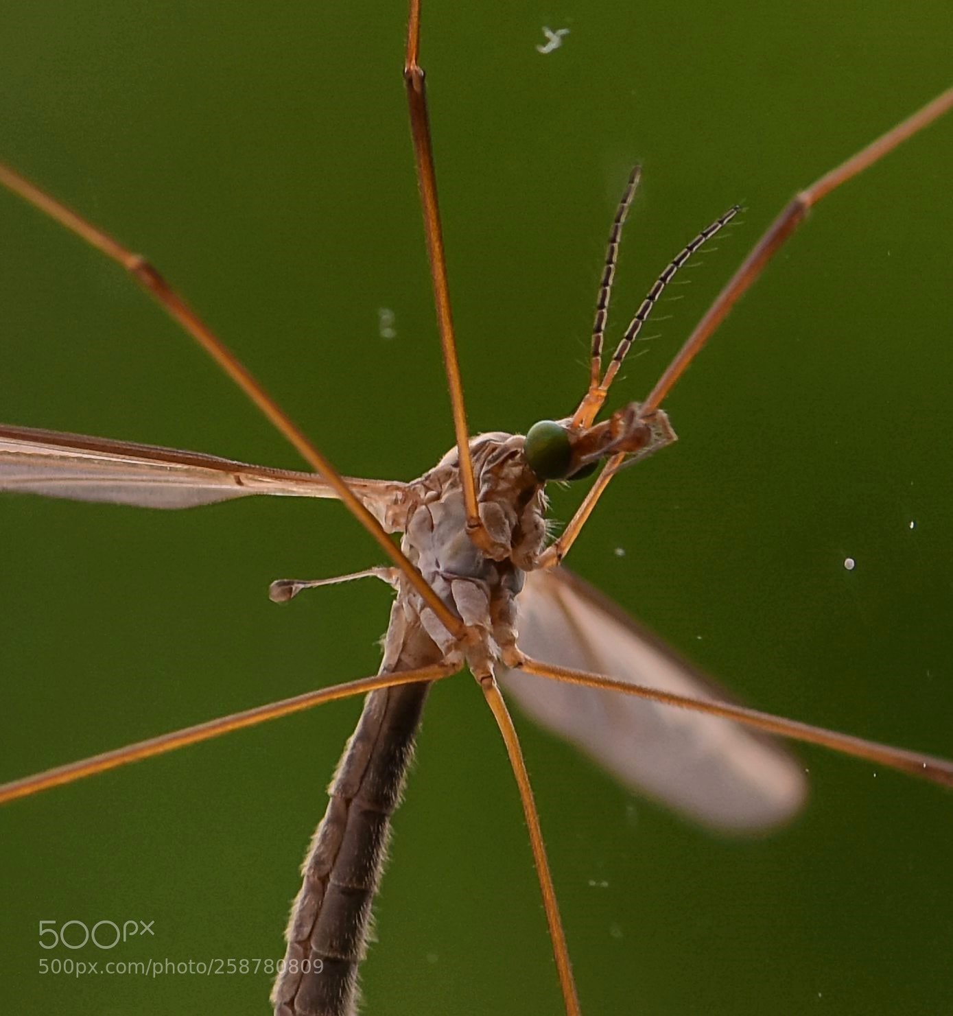 Nikon D810 sample photo. Crane fly photography