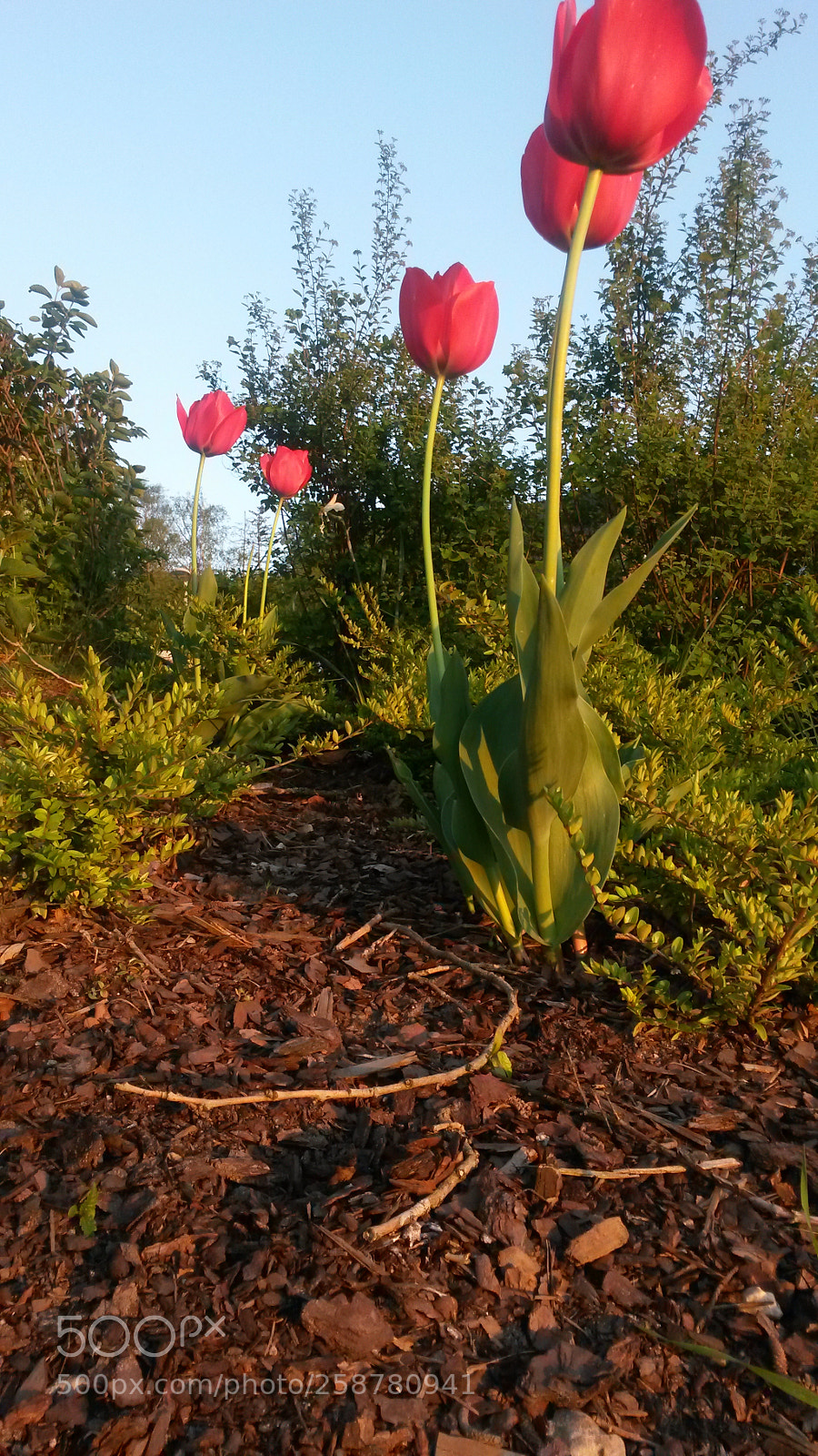Samsung Galaxy S4 Mini sample photo. Untitled photography