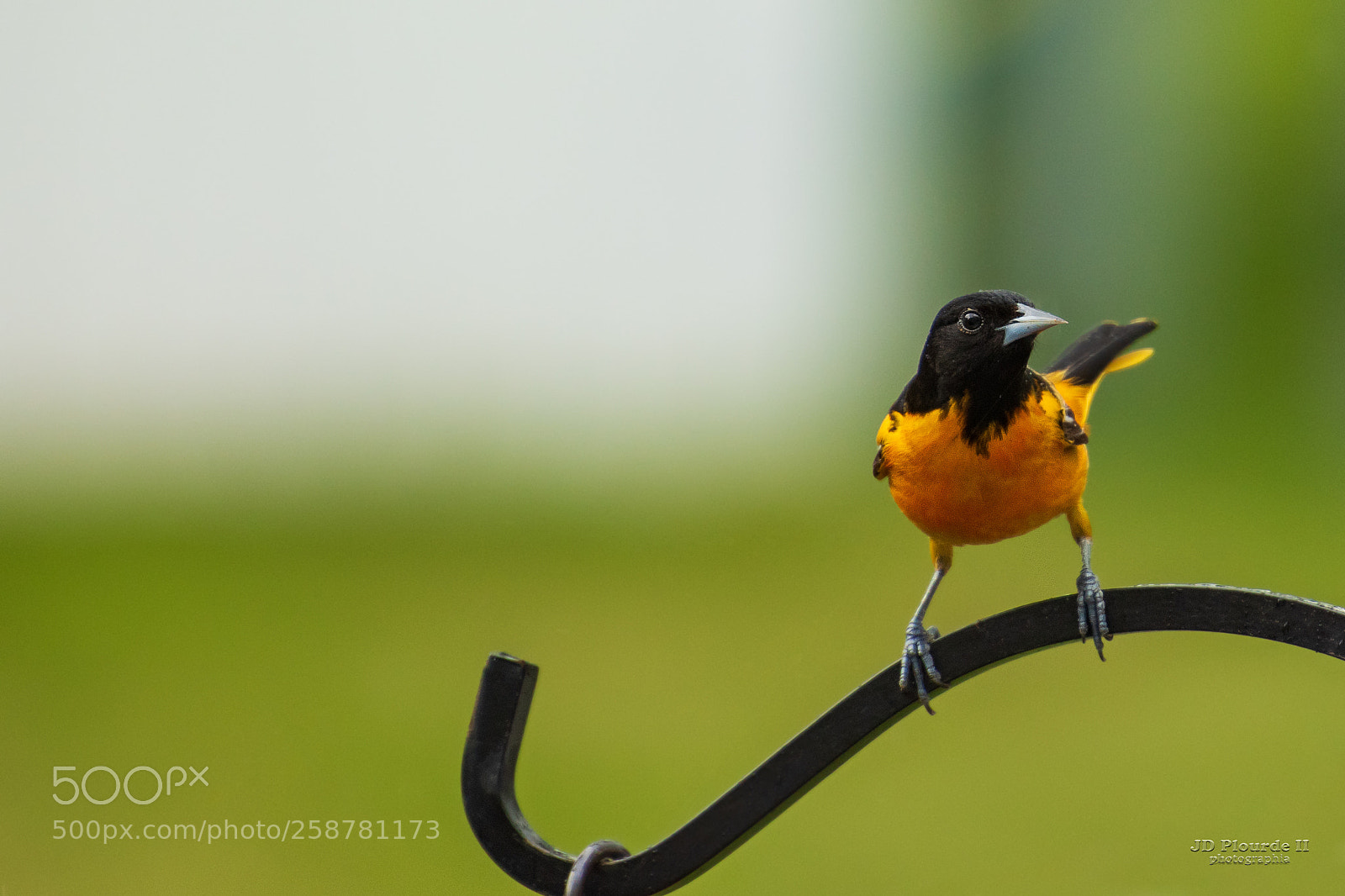 Nikon D810 sample photo. Baltimore oriole photography