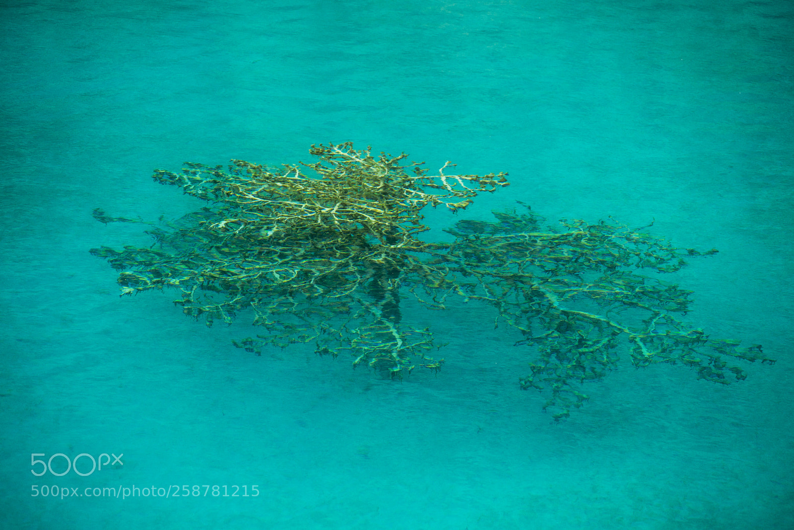 Nikon D600 sample photo. Submerged tree photography