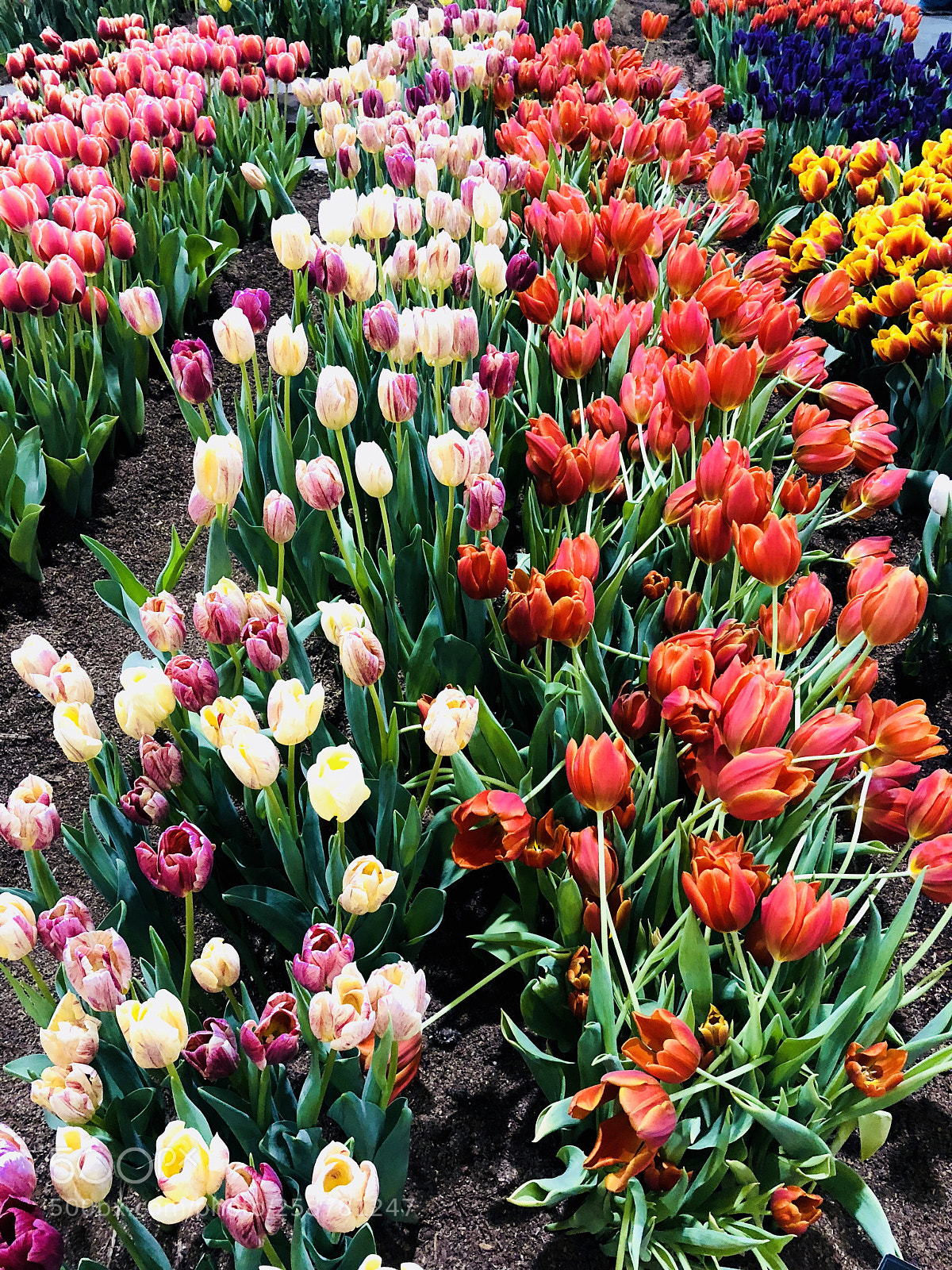 Apple iPhone X sample photo. A sea of tulips  photography