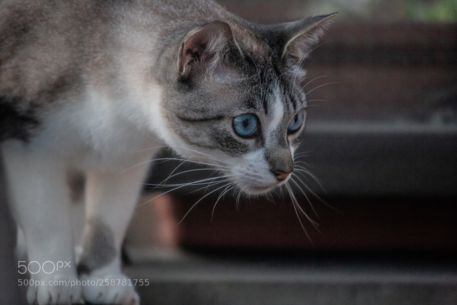 Canon EOS-1Ds Mark II sample photo. Felina photography