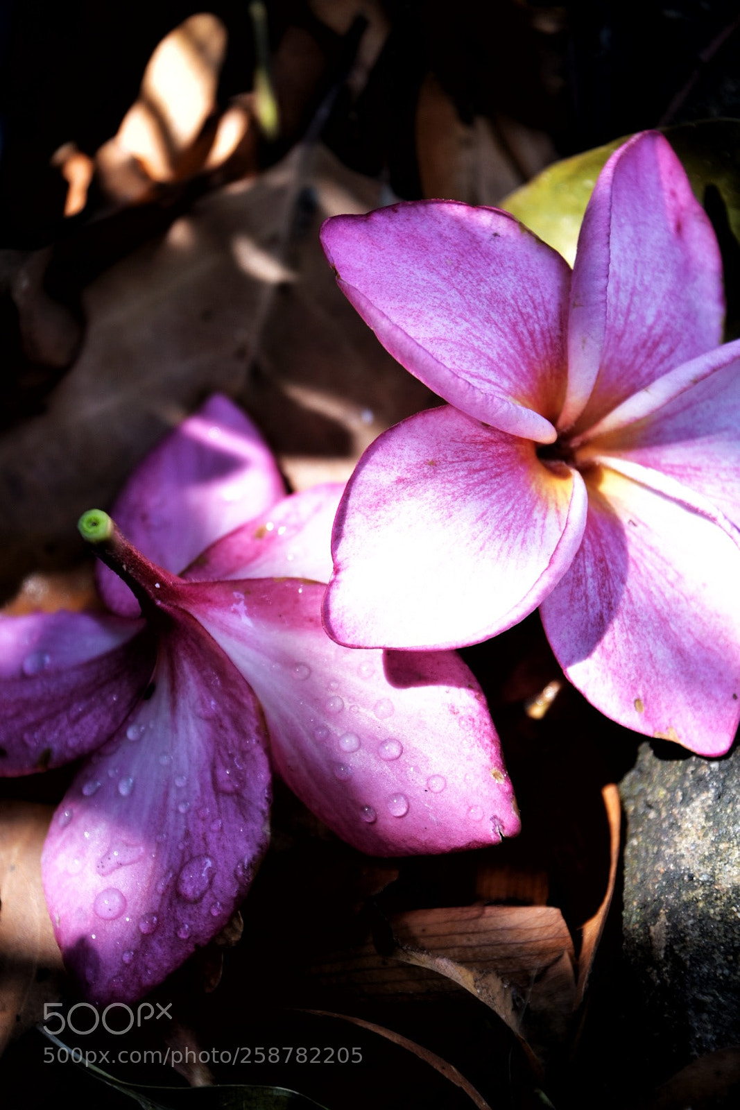 Nikon D7200 sample photo. Light, leaf and life photography