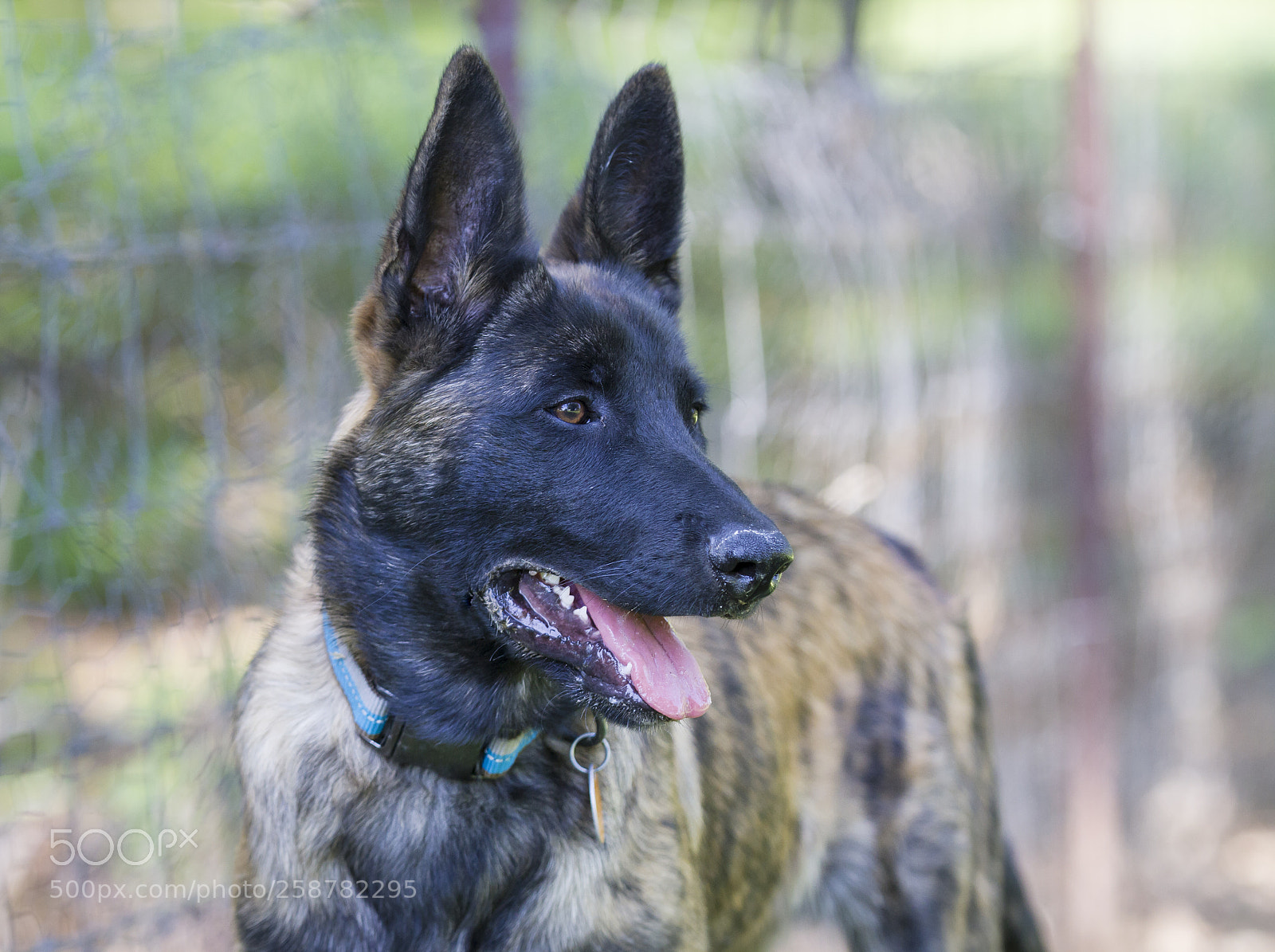 Canon EOS 7D sample photo. Watch dog photography