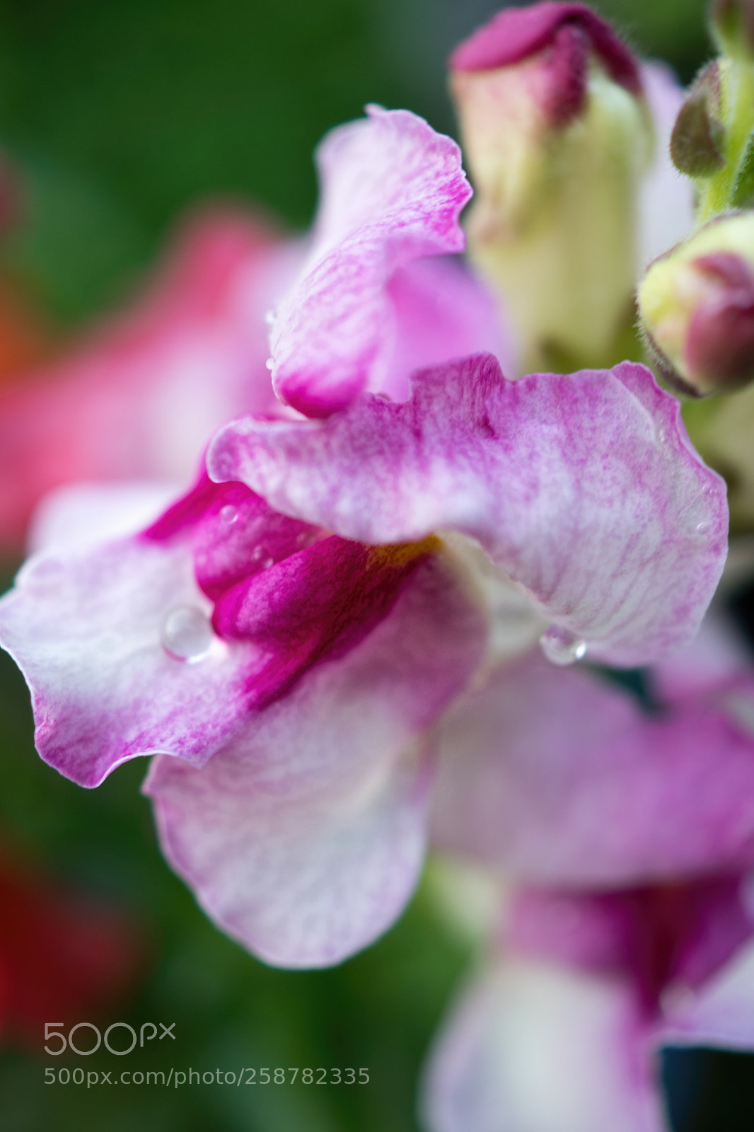 Sony SLT-A68 sample photo. Snappy photography