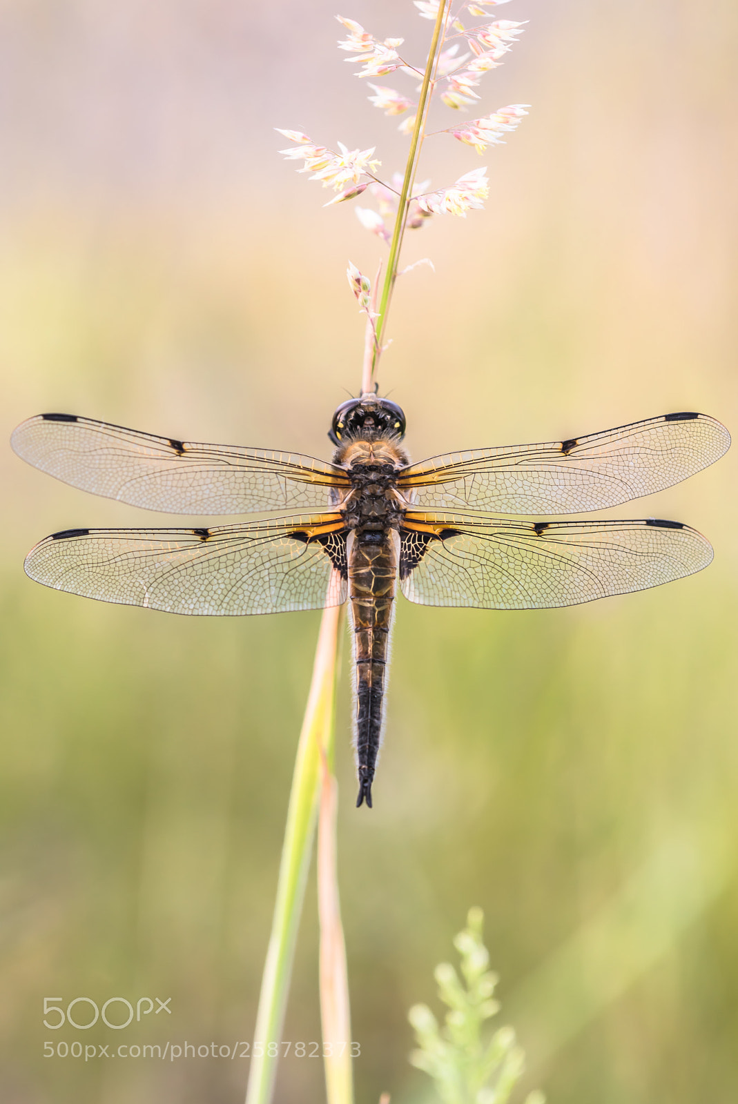 Nikon D750 sample photo. Fourspottedchaser photography