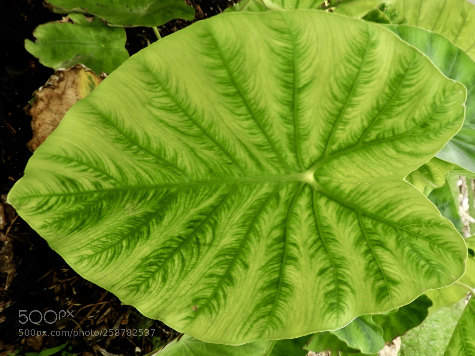 Nikon Coolpix B700 sample photo. Elephant ear leaf photography