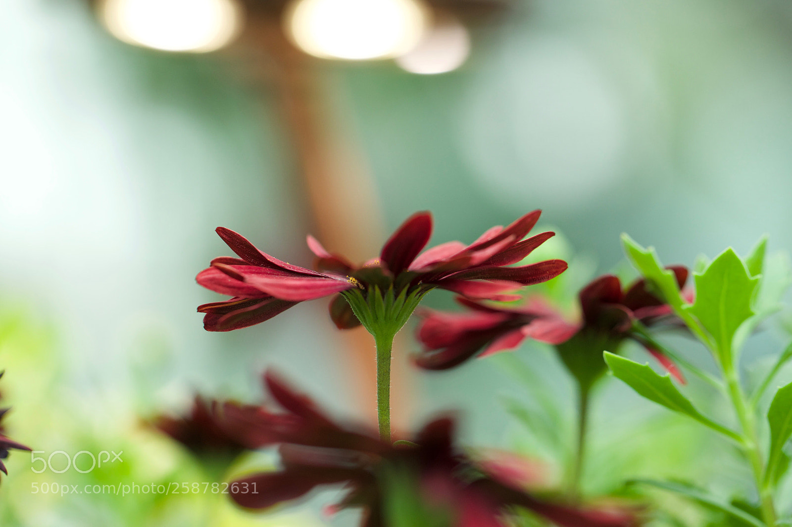 Canon EOS 5D Mark IV sample photo. Red flower photography