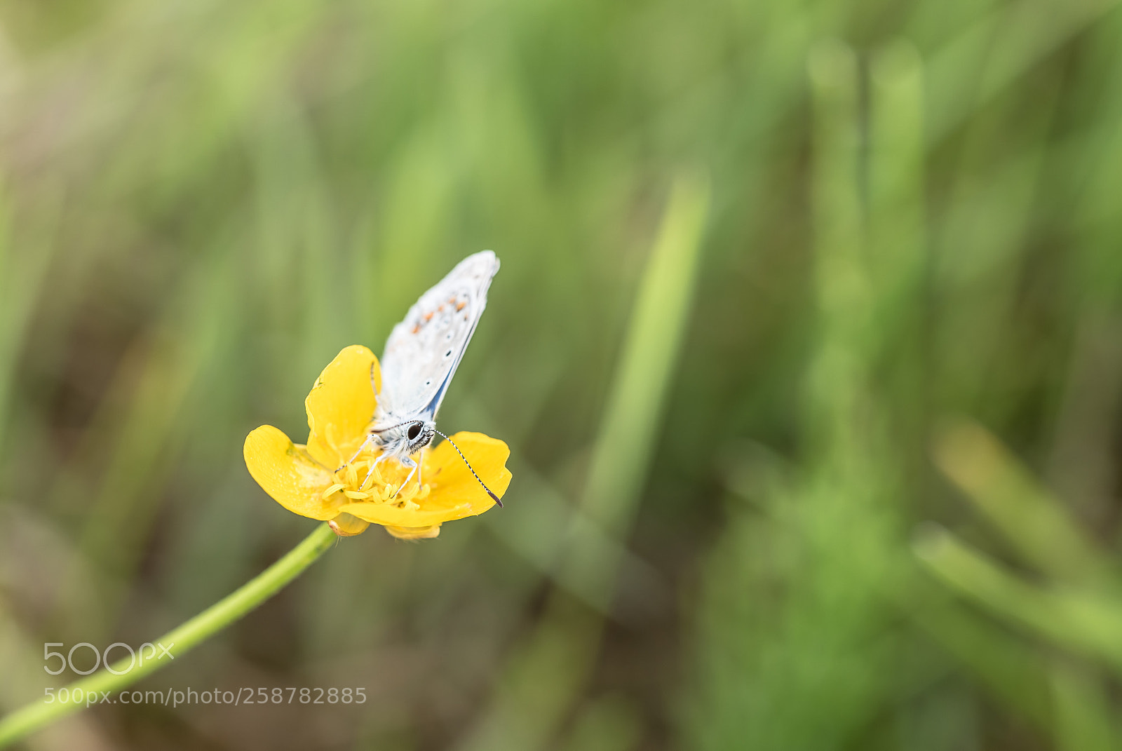 Nikon D750 sample photo. Commonblue on buttercup photography
