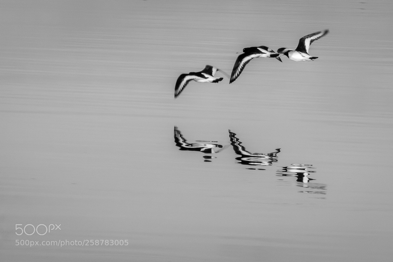 Canon EOS 760D (EOS Rebel T6s / EOS 8000D) sample photo. Birds reflection photography