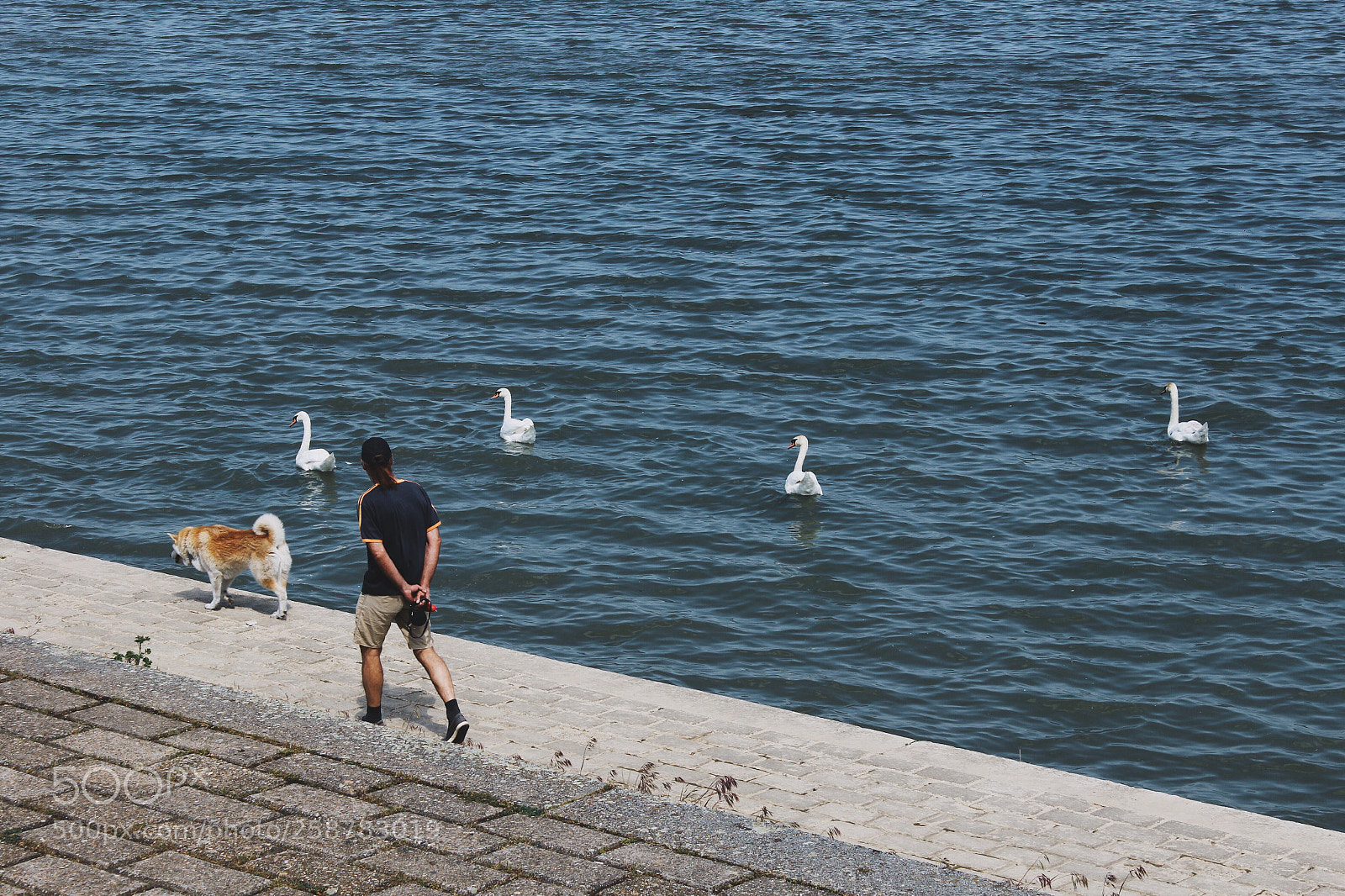Canon EOS 600D (Rebel EOS T3i / EOS Kiss X5) sample photo. Swan,dog and man photography