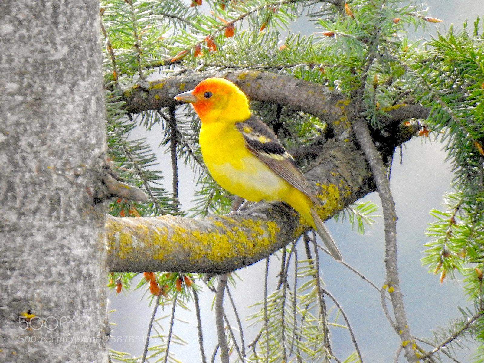 Nikon Coolpix P900 sample photo. Western tanager photography