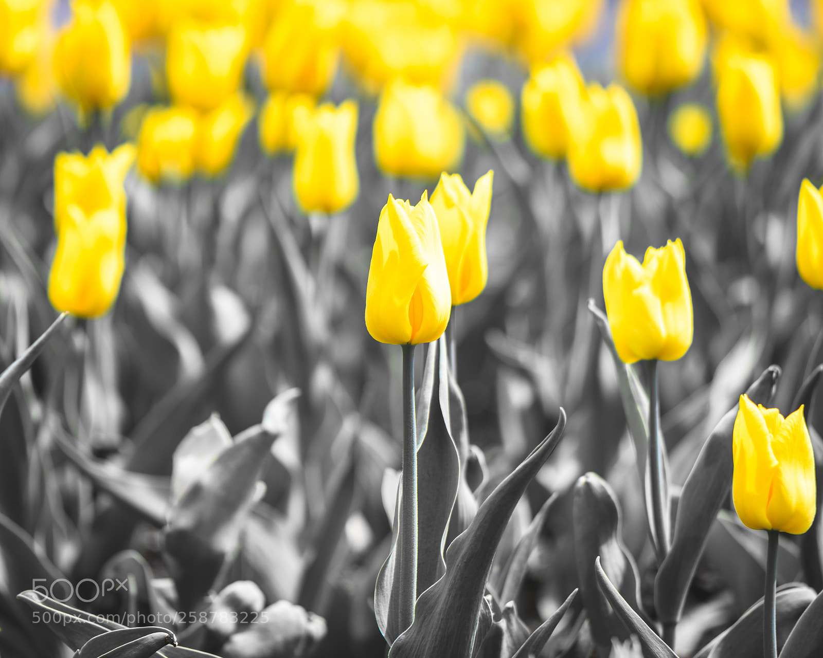 Nikon D850 sample photo. Spring colour photography