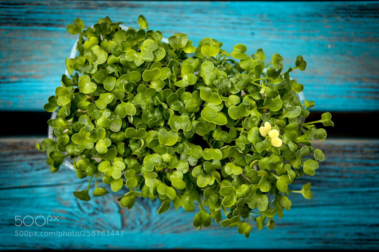 Fujifilm X-T2 sample photo. Microgreens photography