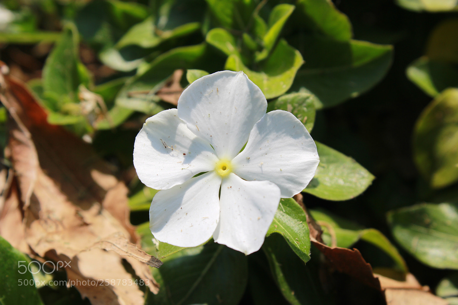 Canon EF-S 18-55mm F3.5-5.6 III sample photo. Img photography