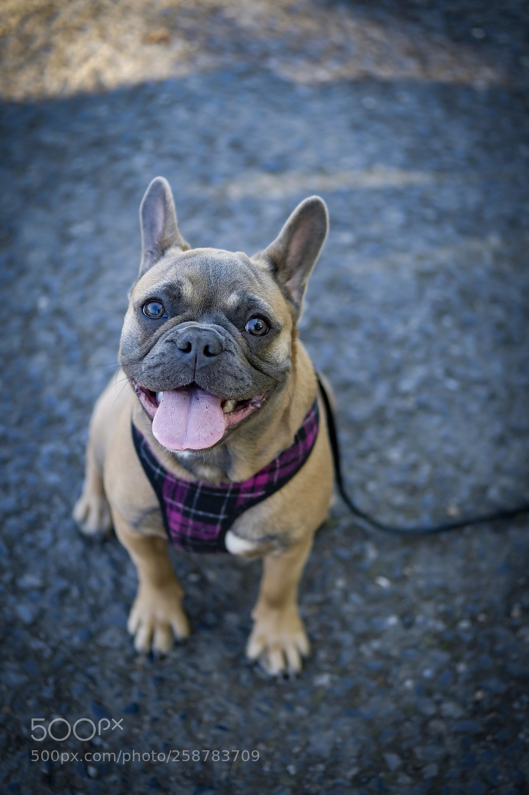 Fujifilm X-T2 sample photo. Frenchie photography