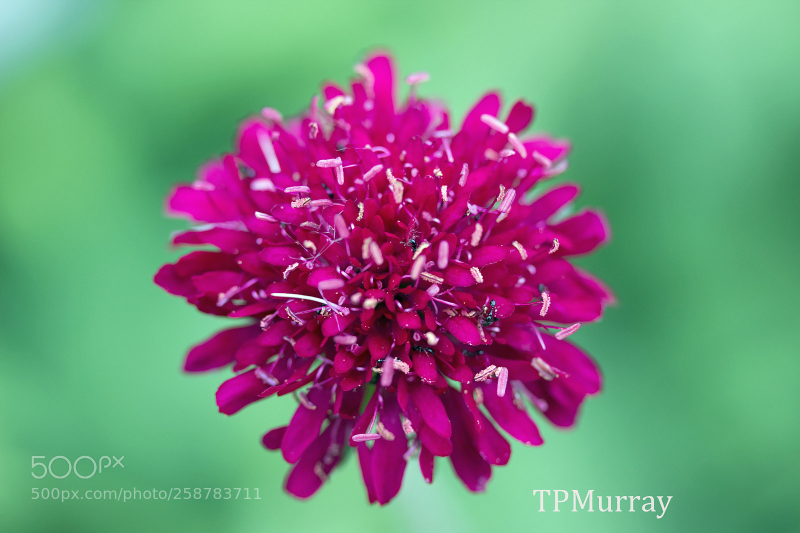 Canon EOS 600D (Rebel EOS T3i / EOS Kiss X5) sample photo. Nature’s firework photography