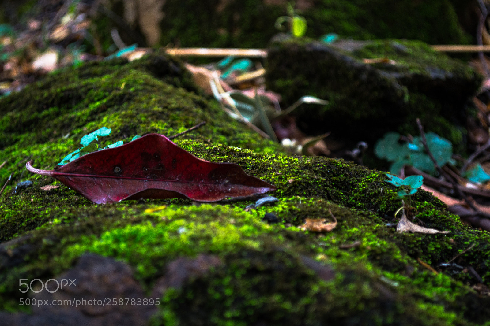 Nikon D3100 sample photo. Mossy rock photography