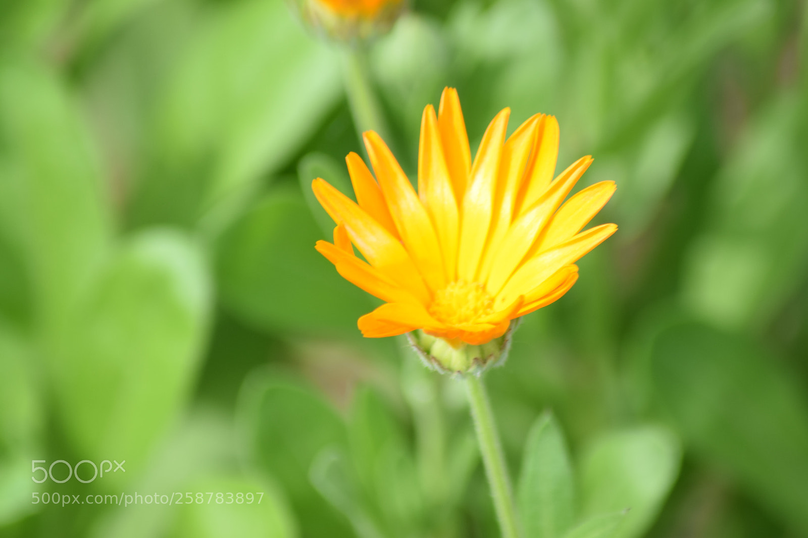 Nikon D3300 sample photo. Untitled photography