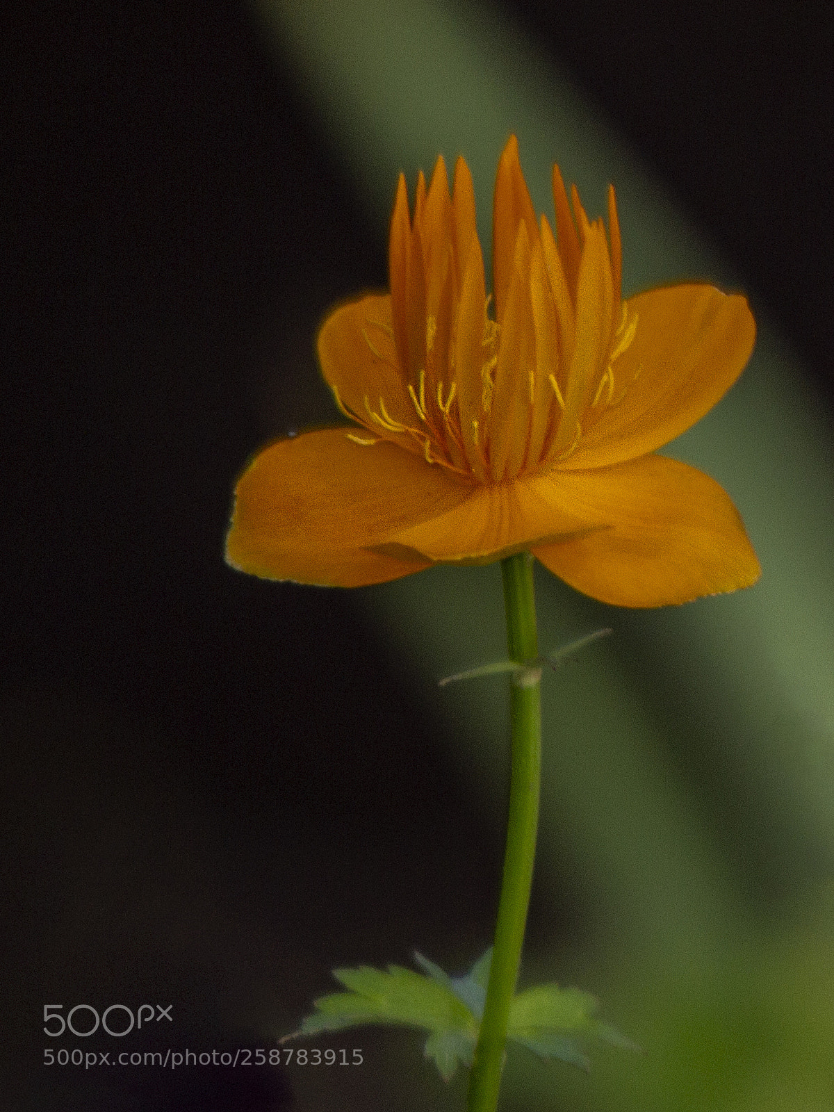 Canon EOS 7D sample photo. Globeflower photography