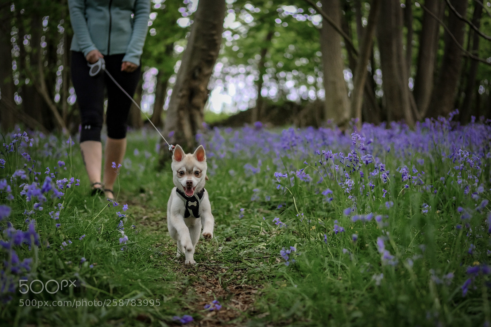 Fujifilm X-T2 sample photo. Happy fog photography
