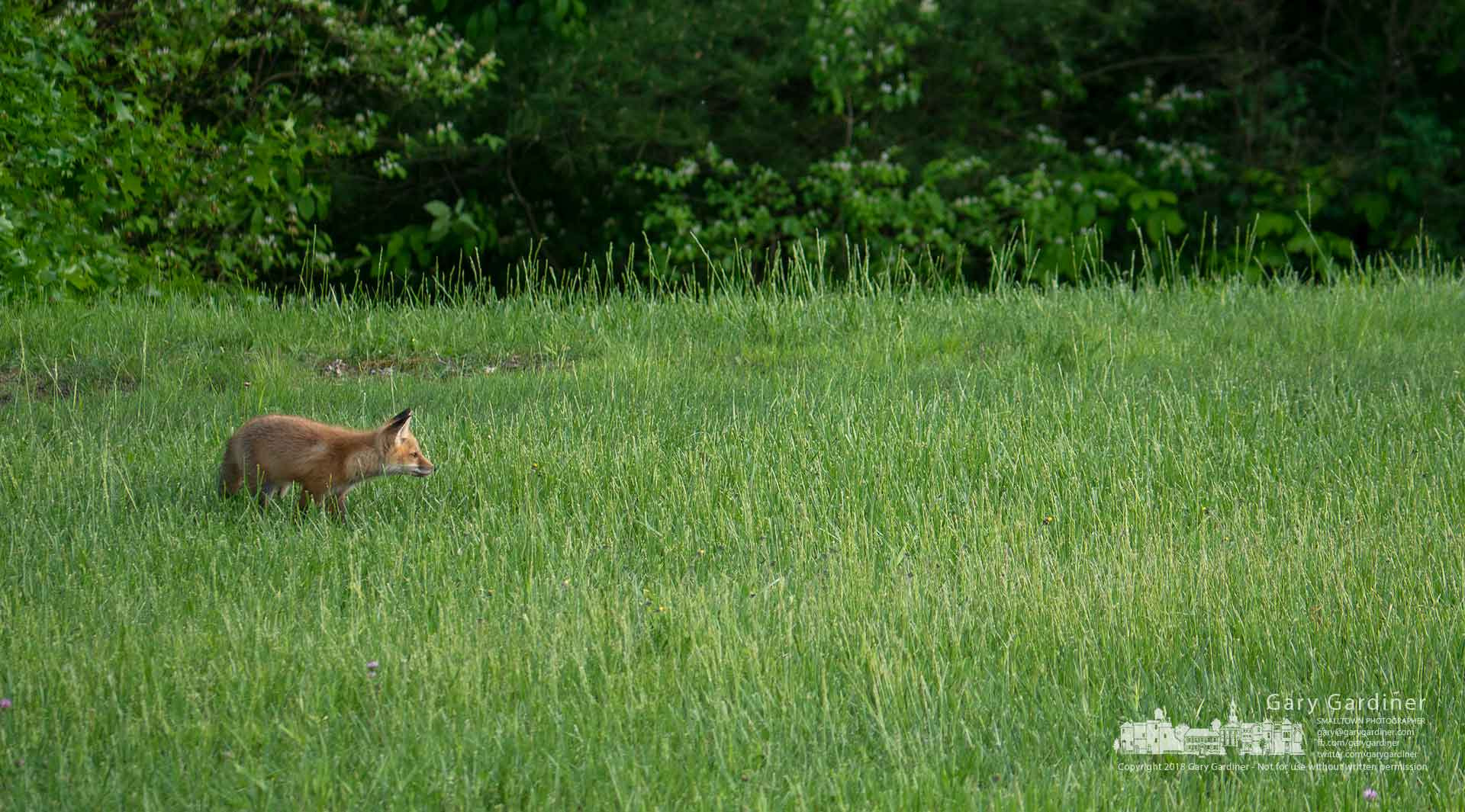 Panasonic Lumix DMC-G85 (Lumix DMC-G80) sample photo. A fox in the afternoon photography